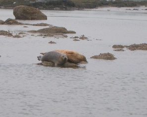 two seals on a rock in the Saint George River